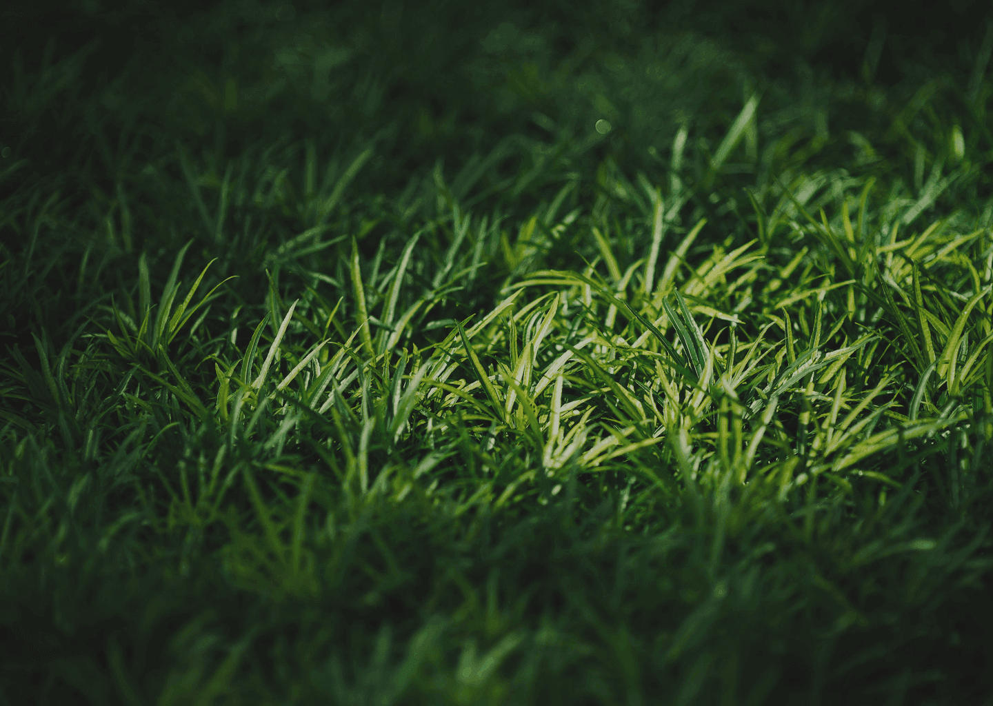 rasen und rollrasenverlegung in freising